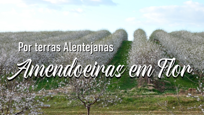 Alentejo – Amendoeiras em Flor